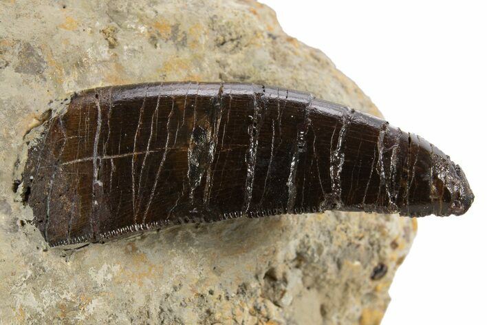 Serrated Theropod (Allosaurus) Premax Tooth in Situ - Wyoming #342143